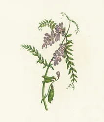 Tufted Vetch